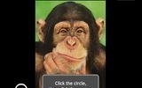 Are You Smarter Than A Chimp?