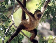 Spider Monkey