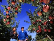 Apple Orchard