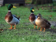 Ducks