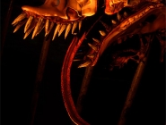 Zoochosis