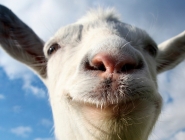 Live-action  Goat Simulator